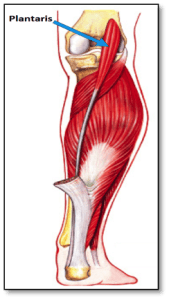 plantaris pees kaduuk